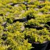Borievka rozprestretá (Juniperus horizontalis) ´GOLDEN CARPET´, ø 20-30 cm, kont. C2L